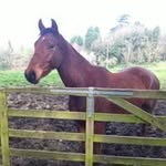 Sheila Rowe - @sheilaellfield - Instagram