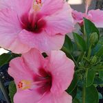 Sheila Runyon - @sheilarr74 - Instagram