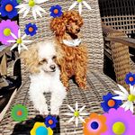 Sheila /Rusty - @sheilarusty - Instagram