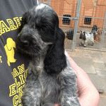 Sheila J Taylor - @amazinggracecockerspaniel - Instagram