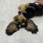 Shila cocker spaniel - @shila_cocker_spaniel - Instagram