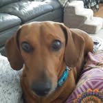 isabella cupcake lover - @stampersheila687 - Instagram