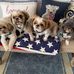 Sheila Stratton shihtzu - Facebook