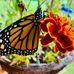 Sheila Trudell - Facebook