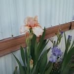 Sheila Ullrich - @sheila.ullrich.71 - Instagram