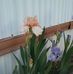 Sheila Ullrich - Facebook
