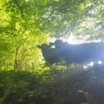 Sheila Vaughan - @sheilav100 - Instagram