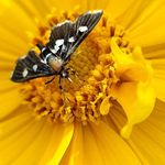 Sheila Weaver - @bugs_eye_view_of_you - Instagram