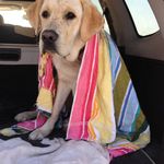 Sheila Wiggins - @dudleythedog2016 - Instagram