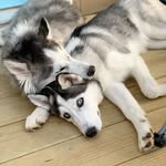 Sheila & Winter - @sheila_winter_pups - Instagram