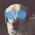 Shelby Boyle - @shelby_doggo - Instagram