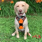 Shelby The Dudley - @shelby.butterscotch - Instagram