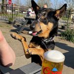 Shelby - @shelbydogofcoates - Instagram