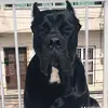 Cane Corso Shelby - @canecorsoshelby - TikTok