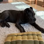 @corso.shelby - Instagram