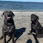 Passion Cane corso / Shelby & Elvis - @shelbyelvis_canecorso - Instagram