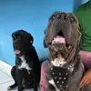 rayka$shelby-canecorso - @raykashelbycanecorso - TikTok