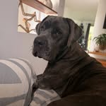 S H E L B Y 🤍🐾 - @shelby.the.corso - Instagram