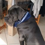 @shelby.breizh.canecorso - Instagram