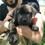 Shelby - @shelby.cane_corso - Instagram