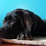 Shelby - @shelby.lacanecorso - Instagram