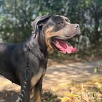 Shelby - @shelby.thecanecorso - Instagram