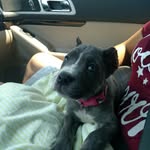 Shelby - @shelby_the_cane_corso - Instagram