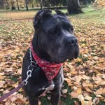 Shelby - @shelbyshennanigans_canecorso - Instagram