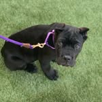 Shelby - @shelbythecanecorso - Instagram