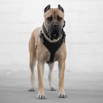 Shelby the Cane Corso - @shelbytheecorso - Instagram