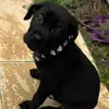 shelby the corso - @shelby_the_corso - TikTok