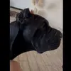 Shelby The Corso - @shelby.the.corso - TikTok
