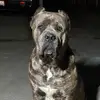 Shelby The Sleepy Corso - @shelby.the.sleepy - TikTok