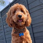 Shelby Duff - @missshelbycockapoo - Instagram