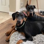Shelby and Dutton Dobermans - @shelbyanddutton_thedobies - Instagram