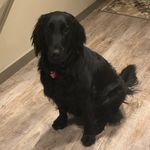 Shelby - @shelby.the.flattie.and.harper - Instagram