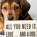 Shelby Glover - @arkansasfosterdogmom - Instagram