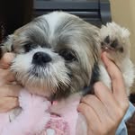 Hello It's Zoey, Shelby and Hailey!🐣 - @miniebubyzoey_shihtzu - Instagram