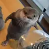 Shelby - @shelbyheadd - TikTok