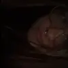 shelbs - @shelbyjoy_ - TikTok