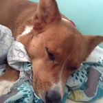 Shelby ViVi Meier - @shelby_the_doggie - Instagram