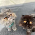 Shelby & Moon - @persian_purrrrfection - Instagram