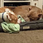 Shelby & Moon Pie Susman - @shelby_and_moon_pie - Instagram