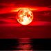 The Shelby Moon - Facebook