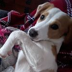 Shelby - @shelby_roach_dog_adventures - Instagram