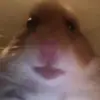 shelby - @shelbs.529 - TikTok