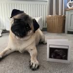 Shelby Stone🐾 - @puggy_blinder - Instagram