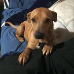 Shelby Talbot - @dogmomma43 - Instagram