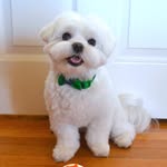 Shelby ♂ Wu - @shelbythemaltese - Instagram