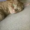 Shelby - @shelby_wu0970 - TikTok